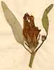 Hibiscus fraternus L., flower x5