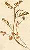 Hippocrepis unisiliquosa L., närbild, framsida x5