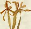 Iris spuria L., blommor x2