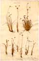 Juncus arcuatus Wahlenb., front