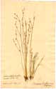 Juncus bufonius L., front