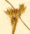 Juncus bufonius L., inflorescens x8