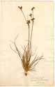 Juncus squarrosus L., front