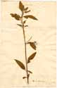 Jussiaea erecta L., framsida