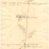 Jussiaea erecta L., baksida