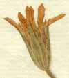 Knautia palaestina L., blomkorg x8
