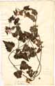 Lamium maculatum L., framsida