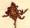 Lavandula carnosa L., blomställning x8