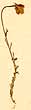 Linaria supina Desf., framsida x4