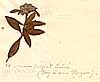 Lippia asperifolia Rich., närbild, framsida x4