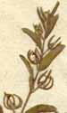 Lithospermum dispermum L., blomställning x8