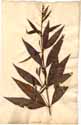 Lythrum verticillatum L., framsida