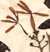 Nerium antidysentericum L., blomställning x4