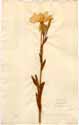 Oenothera longiflora L., framsida