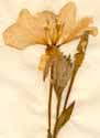 Oenothera longiflora L., blomma x2
