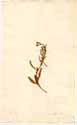 Oenothera pumila L., framsida