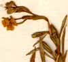Oenothera pumila L., blomställning x8
