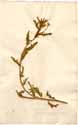 Oenothera sinuata L., framsida
