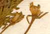 Oenothera sinuata L., blommor x8
