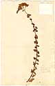 Origanum creticum L., front