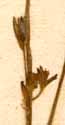 Ornithogalum hirsutum L., blomställning x8
