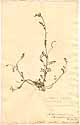 Ornithopus perpusillus L., framsida