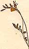 Ornithopus perpusillus L., blomställning x8