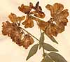 Orobus lathyroides L., blomställning x8