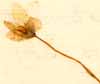 Oxalis acetosella L., inflorescens x8