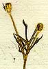 Papaver hybridum L., blomställning x8