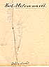 Pedicularis foliosa L., baksida