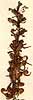 Pedicularis incarnata L., blomställning x8