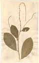 Petiveria alliacea L., framsida