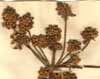 Peucedanum cervaria L., blomställning x8