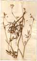 Peucedanum silaus L., framsida
