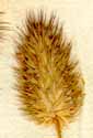 Phleum alpinum L., spike x8