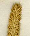 Phleum pratense L., part of spike x8