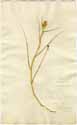Phleum schoenoides L., framsida