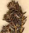 Phylica stipularis L., blomställning x6