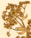 Pimpinella dioica L., blomställning x8
