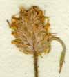 Plantago arenaria L., inflorescens x8