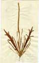 Plantago coronopus L., front