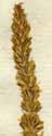 Plantago coronopus L., inflorescens x8