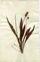 Plantago lanceolata L., front