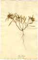 Plantago squarrosa Murr., front