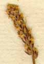 Plantago subulata L., inflorescens x8