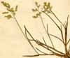 Poa annua L., spike x2