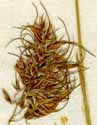 Poa bulbosa L., spike x8