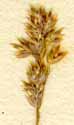 Poa bulbosa L., spike x8