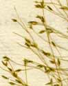 Poa capillaris L., spike x8